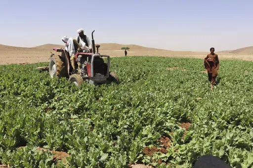Taliban eradicate a poppy field in Washir, district of Helmand province, Afghanistan, Sunday, May 29, 2022. Afghanistan's Taliban rulers have begun a campaign to eradicate poppy cultivation, aiming to wipe out the country's massive production of opium and heroin, even as farmers fear their livelihoods will be ruined at a time of growing poverty.(AP Photo/Abdul Khaliq)