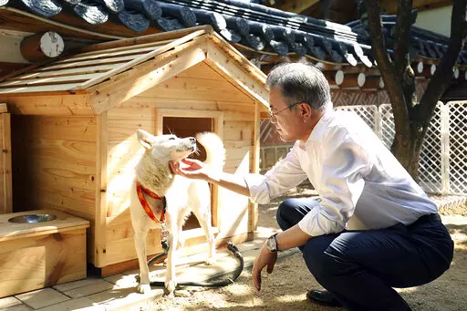 In this photo provided on Oct. 2018, by South Korea Presidential Blue House, South Korean President Moon Jae-in touches a white Pungsan dog, named Gomi, from North Korea, in Seoul, South Korea. (South Korea Presidential Blue House via AP, File)
