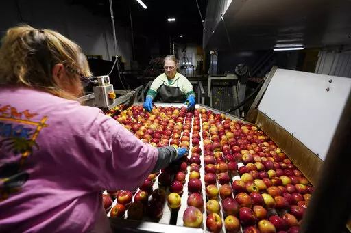 Apples are washed and inspected at the BelleHarvest packing and storage facility, Tuesday, Oct. 4, 2022 in Belding, Mich. BelleHarvest is the second largest packing and storage facility for apples in the state of Michigan. (AP Photo/Carlos Osorio)