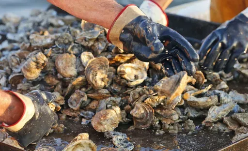 Lacy Rose along with his son, Shaw Rose sort oysters on their boat on the Rappahannock River near White Stone, Va., Thursday, Oct. 8, 2015. (AP Photo/Steve Helber, File)