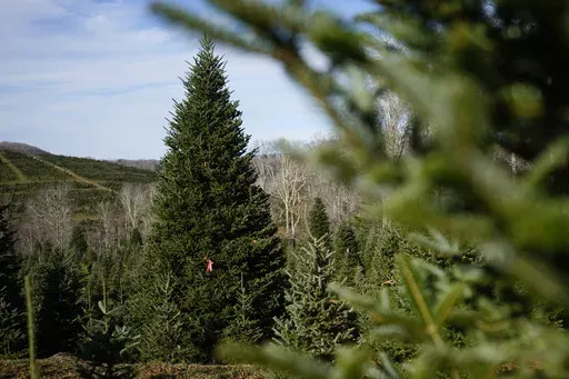 The official White House Christmas tree, a 20-foot Fraser fir, is seen at the Cartner's Christmas Tree Farm, Wednesday, Nov. 13, 2024, in Newland, N.C. (AP Photo/Erik Verduzco)