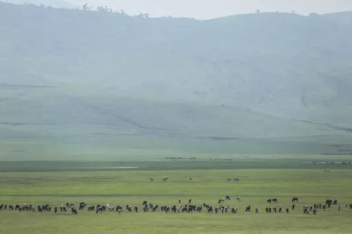 Cattle belonging to Maasai ethnic group graze in the highlands of Ngorongoro Conservation Area, west of Arusha, northern Tanzania on Jan. 17, 2015. The Tanzanian government is seizing livestock from Indigenous Maasai herders in the Ngorongoro Conservation Area in its latest attempt to clear way for tourism and trophy hunting, a report released Thursday, Jan. 26, 2023, said. (AP Photo/Mosa'ab Elshamy, File)