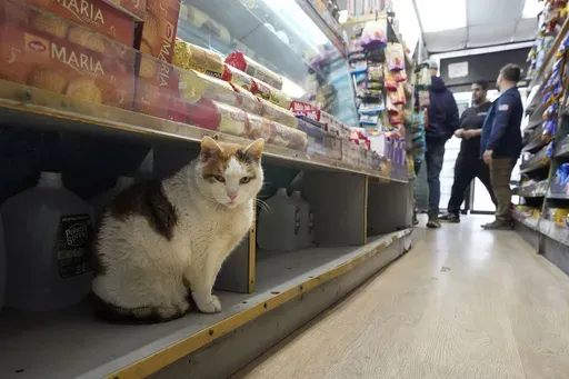 Marshmellow sits on a shelf under a display of cookies at Deli & Grill, on New York's Upper East Side, Wednesday, March 12, 2025. (AP Photo/Richard Drew)