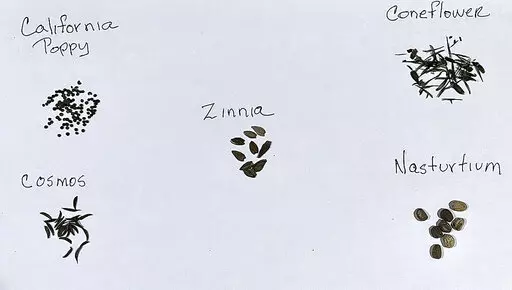 This Sept. 28, 2022, image provided by Jessica Damiano shows harvested seeds of California poppy, cosmos, zinnia, coneflower and nasturtiums. (Jessica Damiano via AP)