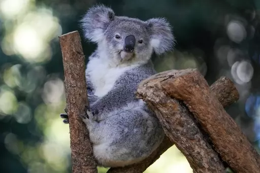 A koala sits in a tree at a koala park in Sydney, Australia, Friday, May 5, 2023. Australian scientists have begun vaccinating wild koalas against chlamydia in a pioneering field trial in New South Wales. The aim is to test a method for protecting the beloved marsupials against a widespread disease that causes blindness, infertility and death. (AP Photo/Mark Baker)