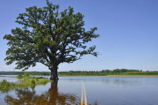 Floodwaters surround a bur oak tree southwest of Columbia, Mo., on Wednesday, June 5, 2019. A study published Tuesday, March 15, 2022, in the journal Nature Communications details how warmer temperatures and extra carbon dioxide in the air will make pollen season even more of a bother than it is now. (Kate Seaman/Missourian via AP, File)