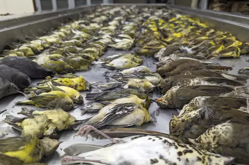 In this image provided by the Chicago Field Museum, the bodies of migrating birds are displayed, Thursday, Oct. 5, 2023, at the Chicago Field Museum, in Chicago. The birds were killed when they flew into the windows of the McCormick Place Lakeside Center, a Chicago exhibition hall, the night of Oct. 4-5. According to the Chicago Audubon Society, nearly 1,000 birds migrating south during the night grew confused by the exhibition center's lights and collided with the building. (Daryl Coldren/Chica