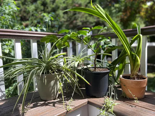 This Aug. 31, 2022, image provided by Jessica Damiano shows houseplants vacationing outdoors over summer. They will need to undergo a gradual transition back into the home to avoid shock. (Jessica Damiano via AP)