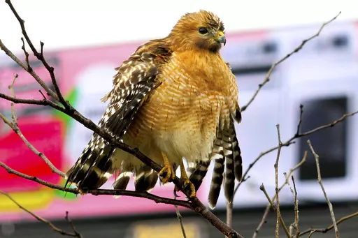 A red-shouldered hawk fluffs up it's feathers and spreads wings to facilitate drying after a thunderstorm in Chattanooga, Tenn., on Dec. 31, 2021. On April 6, 2023, the New Jersey Department of Environmental Protection issued a violation notice against one of its own sub-divisions accusing it of wrongly clearing 15 acres of a wildlife management area in southwestern New Jersey. The work was designed to create habitat for the American woodcock, but wound up destroying habitat for the barred owl, 