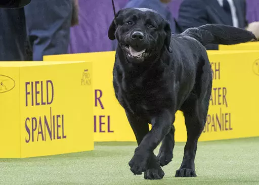 Memo, a Labrador retriever, competes in the sporting group during the 142nd Westminster Kennel Club Dog Show, at Madison Square Garden in New York, Feb. 13, 2018. The American Kennel Club’s annual popularity rankings come out Tuesday, March 15, 2022, and Labrador retrievers are the top dog. (AP Photo/Mary Altaffer, File)