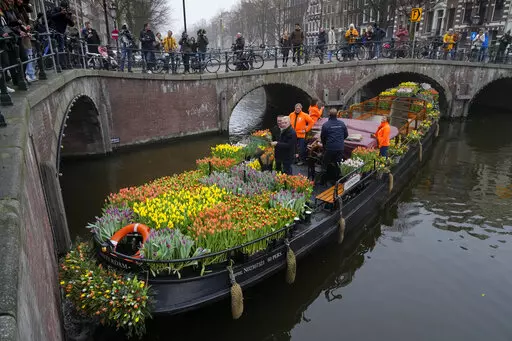 On the day stores in Amsterdam and across the Netherlands cautiously re-opened after weeks of coronavirus lockdown, the Dutch capital's mood was further lightened by dashes of color in the form of thousands of free bunches of tulips handed out by growers from a boat in the canals of Amsterdam, Netherlands, Saturday, Jan. 15, 2022. (AP Photo/Peter Dejong)