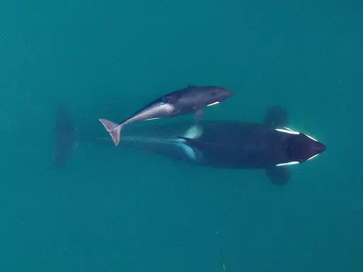 This Sept. 2015, photo provided by NOAA Fisheries shows an aerial view of adult female Southern Resident killer whale (J16) swimming with her calf (J50). New research suggests that inbreeding may be a key reason that the Pacific Northwest's endangered population of killer whales has failed to recover despite decades of conservation efforts. The so-called "southern resident" population of orcas stands at 73 whales. That's just two more than in 1971, after scores of the whales were captured for di